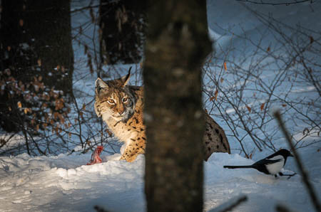 Februar (february) 2012