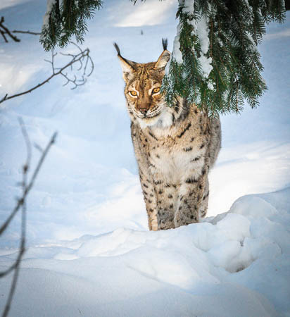 Februar (february) 2012