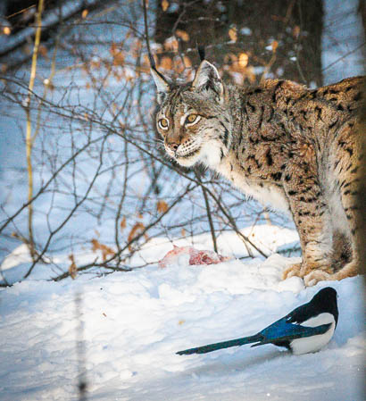 Februar (february) 2012