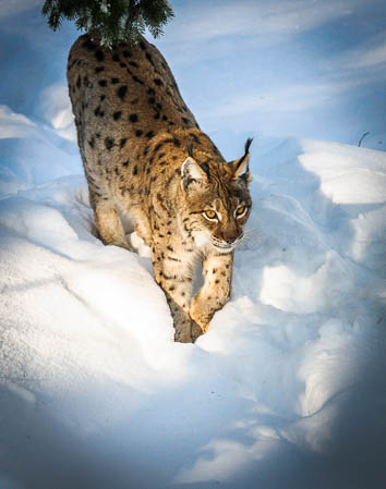 Februar (february) 2012