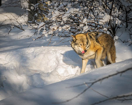 Februar (february) 2012