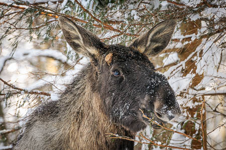 Februar (february) 2012