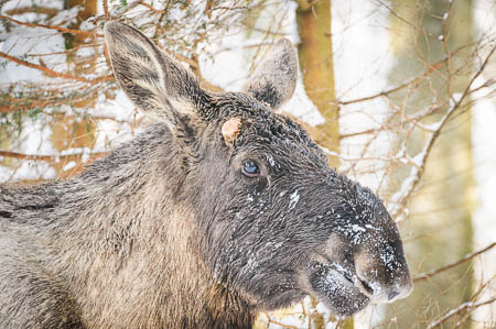 Februar (february) 2012