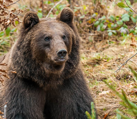 November (november) 2012