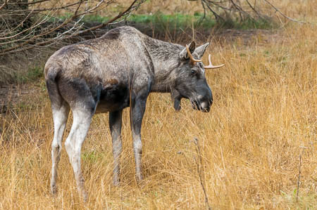 November (november) 2012