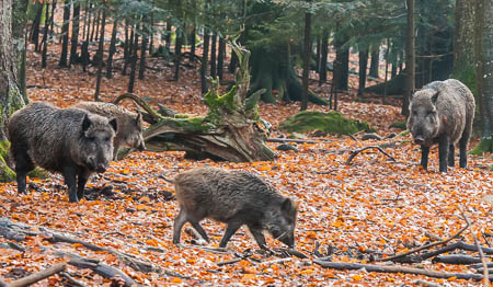 November (november) 2012