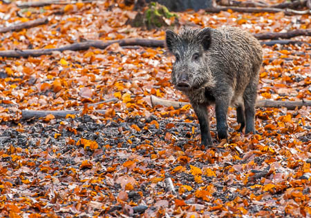 November (november) 2012