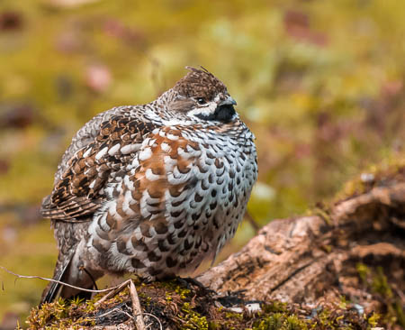 November (november) 2012