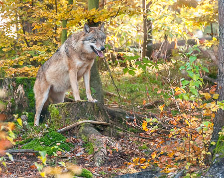 Oktober (october) 2011