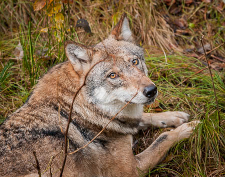 Oktober (october) 2011