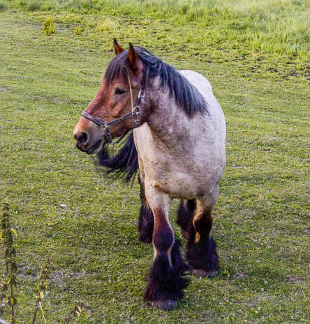 Susanne und Anja mit dem Planwagen durch die Uckermark (2015)