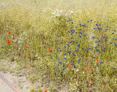 Susanne und Anja mit dem Planwagen durch die Uckermark (2015)