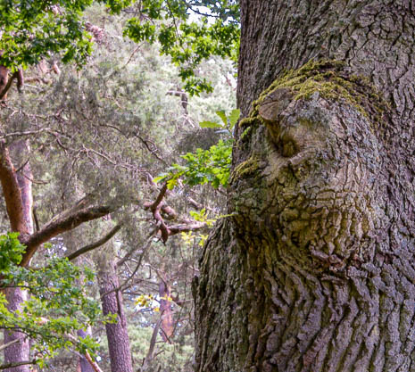 Susanne und Anja mit dem Planwagen durch die Uckermark (2015)