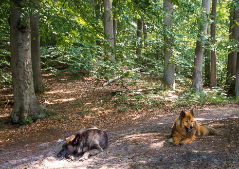 Susanne und Anja mit dem Planwagen durch die Uckermark (2015)
