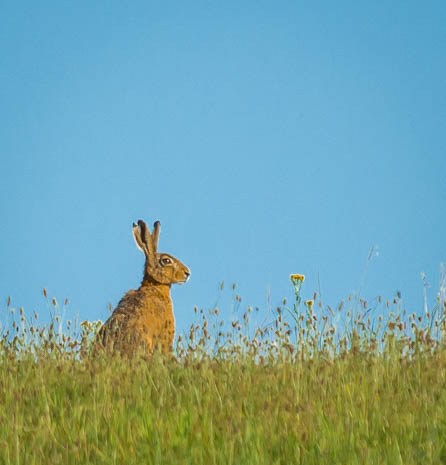 Susanne und Anja mit dem Planwagen durch die Uckermark (2015)