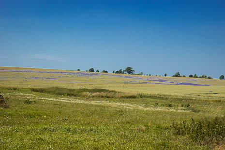 Susanne und Anja mit dem Planwagen durch die Uckermark (2015)