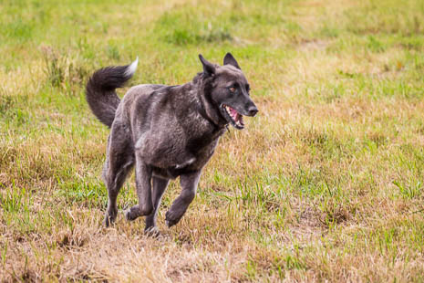 Susanne und Anja mit dem Planwagen durch die Uckermark (2015)
