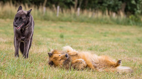 Susanne und Anja mit dem Planwagen durch die Uckermark (2015)