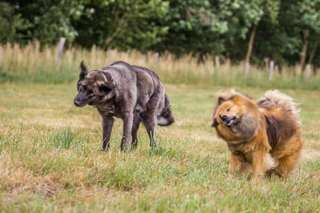 Susanne und Anja mit dem Planwagen durch die Uckermark (2015)