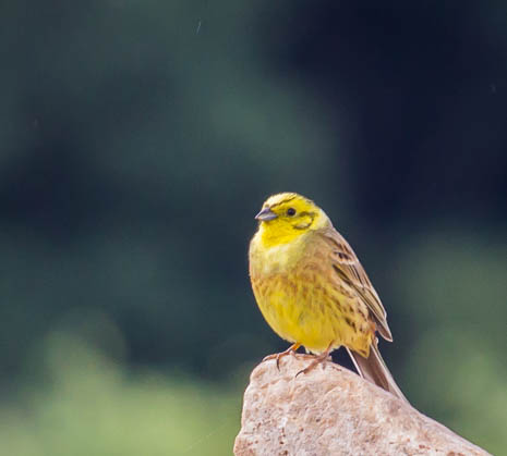 Susanne und Anja mit dem Planwagen durch die Uckermark (2015)